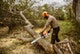 STIHL MS 362 C-M